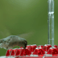 Feeder Hummingbird Ant Proof Outdoor Hanging Perch Hex