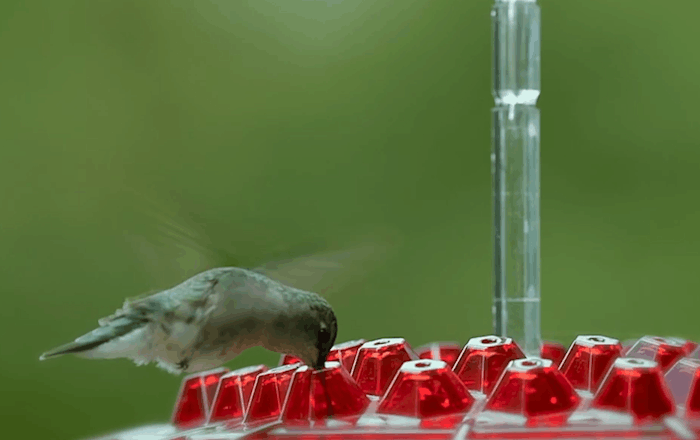 Feeder Hummingbird Ant Proof Outdoor Hanging Perch Hex