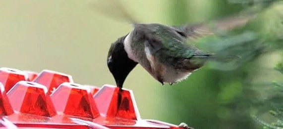Feeder Hummingbird Ant Proof Outdoor Hanging Perch Hex
