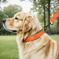Reflective Dog Collar Fast-Lock Buckle - Safe Night Walks, Fall 2025 Gift Idea For Pets