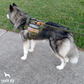 Tactical2025 Edition Dog Harness System All-In-One Training Bundle No-Pull Harness MOLLE Pouches Travel Water Bowl Holiday