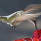 Feeder Hummingbird Ant Proof Outdoor Hanging Perch Hex