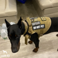 Tactical2025 Edition Dog Harness System All-In-One Training Bundle No-Pull Harness MOLLE Pouches Travel Water Bowl Holiday