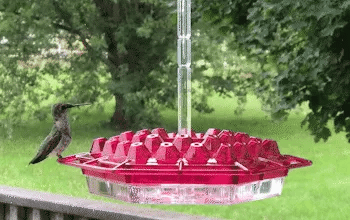 Hummingbird Feeder Ant Proof Outdoor Hanging Simple Perch
