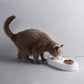 Pet Bowls Flexible Double Feeder Station Household 2025 Anti Spill Simple Clean Feeding For Dogs And Cats