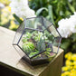 Glass Terrarium Gold Patterned Planter Contemporary Desktop Plant Display Fall 2025, Succulent Bonsai Gift