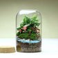 Glass Terrarium Vase Round Bottom Handmade Succulent Terrarium Kit Fall 2025 Tabletop Household Decor Gift