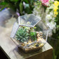 Glass Terrarium Gold Patterned Planter Contemporary Desktop Plant Display Fall 2025, Succulent Bonsai Gift