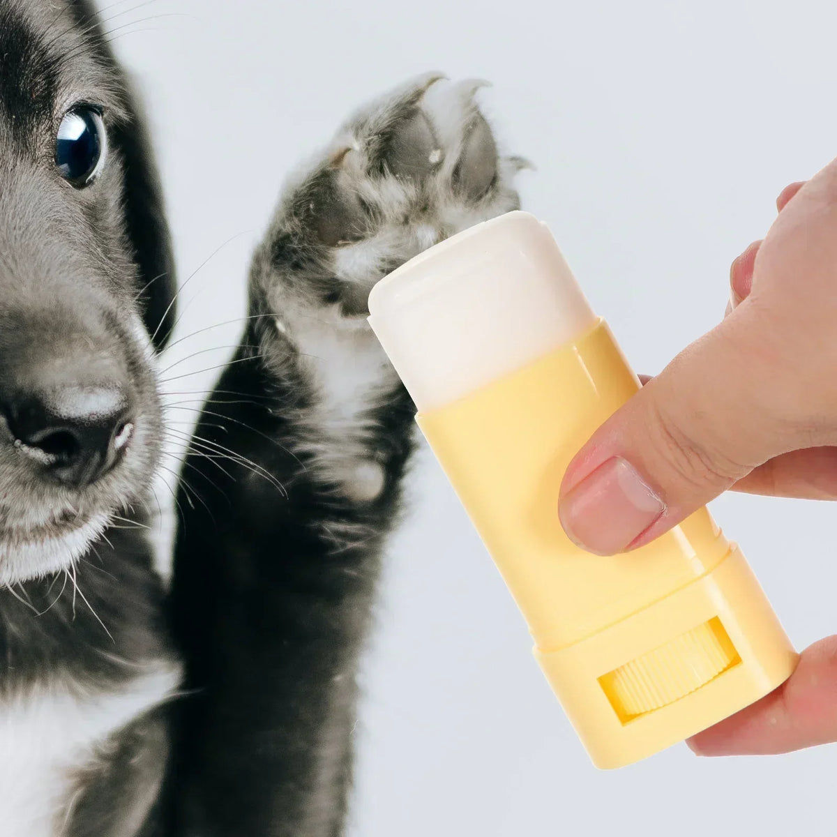 Pet Paw Balm for Dogs & Cats - 15g Moisturizer for Cracked Paws & Nose, Winter Maintenance Cream
