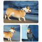 Dog Collar Reflective Personalized Padded Collar Large Dogs Night Walk Fall 2025 Breathable Fast Release Safety