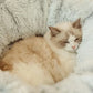 Cat Plush Bed with Tunnel - Fluffy Donut Cat Bed for Indoor Cats, Cozy Multifunctional Tunnel with Peephole