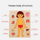Montessori Human Anatomy Jigsaw Puzzle for Kids, 10 Pieces Educational Toy, Interactive Learning Device, Non-Toxic Wood, 12 x 9 Inches