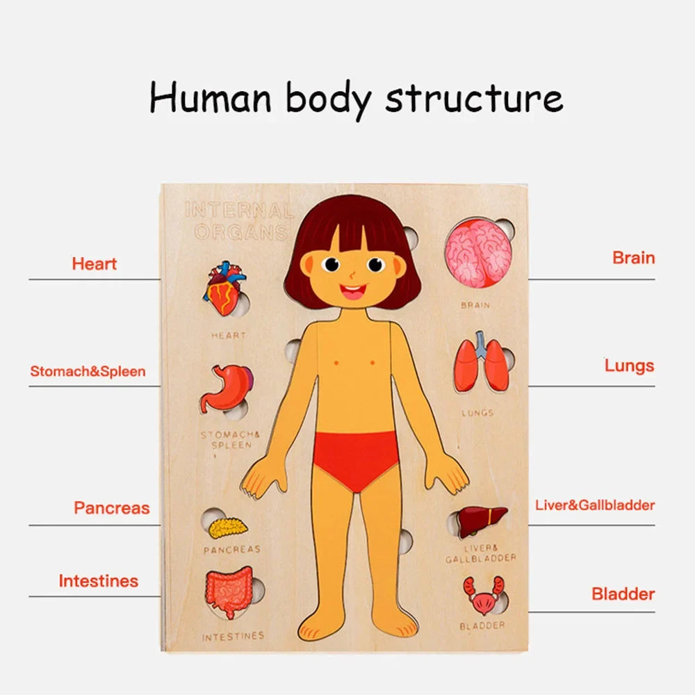 Montessori Human Anatomy Jigsaw Puzzle for Kids, 10 Pieces Educational Toy, Interactive Learning Device, Non-Toxic Wood, 12 x 9 Inches