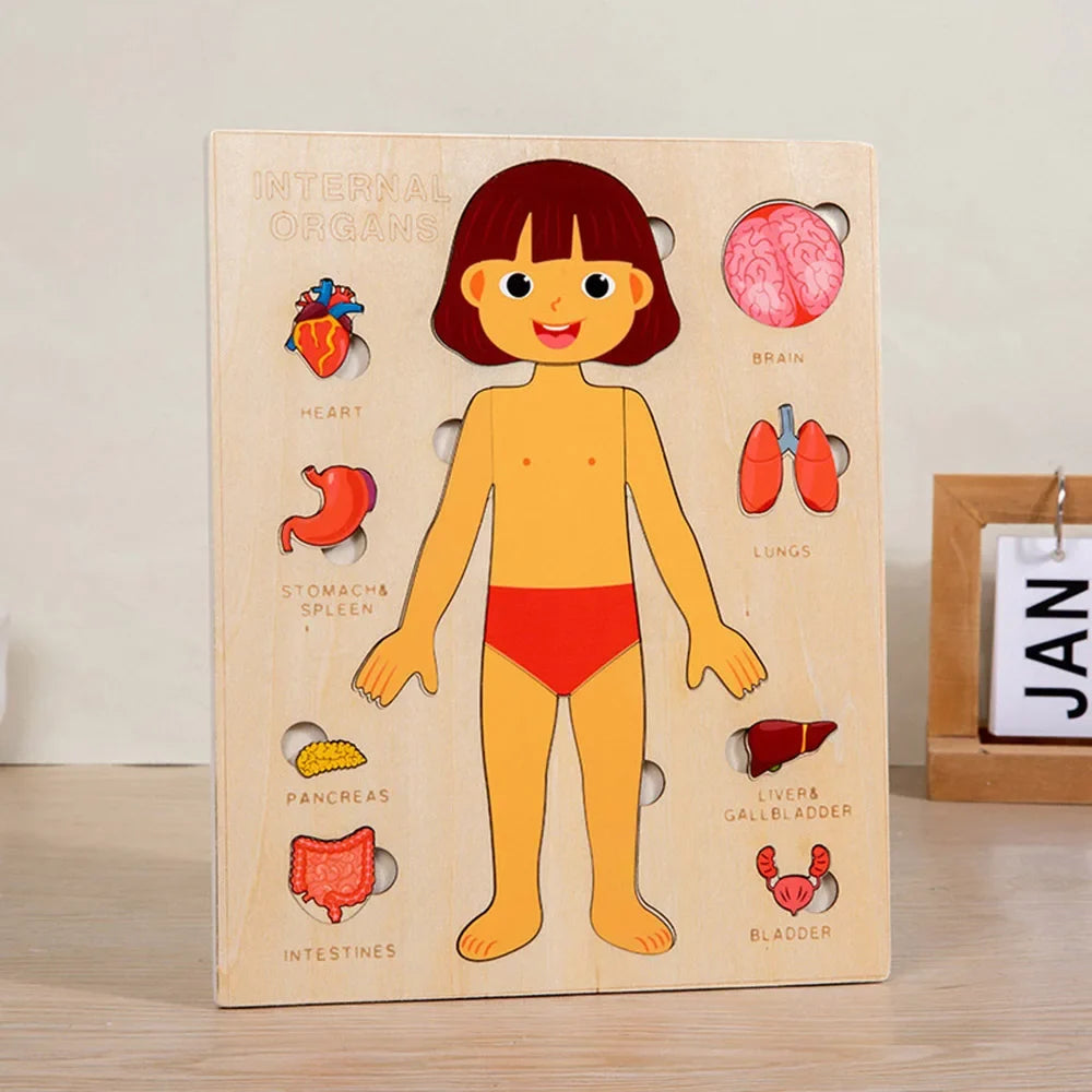 Montessori Human Anatomy Jigsaw Puzzle for Kids, 10 Pieces Educational Toy, Interactive Learning Device, Non-Toxic Wood, 12 x 9 Inches