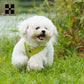 Dog Harness Leash Kit Reflective Padded Vest All Seasons Outdoor Walking Gift Idea