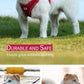 Dog Harness Leash Kit Reflective Padded Vest All Seasons Outdoor Walking Gift Idea