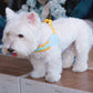 Dog Harness Y Shaped Flexible Chest Straps Polyester Blends Summer 2026 Outdoor Use Simple Fit
