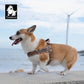 Dog Harness Floral Mesh Padded Vest Harness Fast Fit Flexible All Breeds Fall 2025 Cozy Walks
