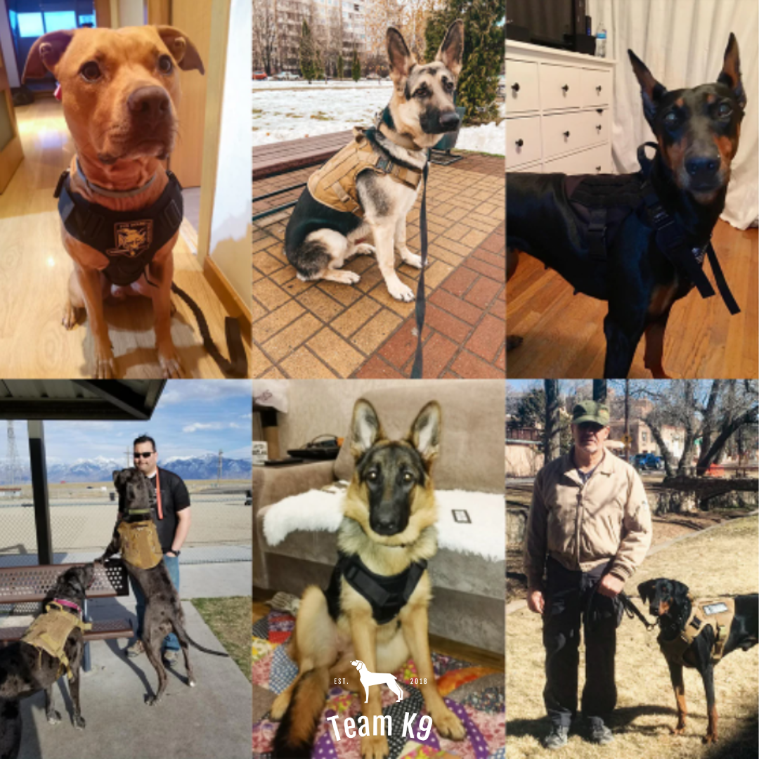 Tactical2025 Edition Dog Harness System All-In-One Training Bundle No-Pull Harness MOLLE Pouches Travel Water Bowl Holiday