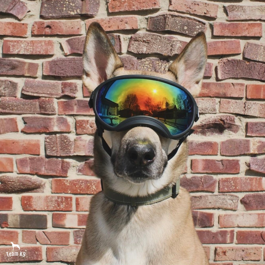 Dog Goggles Flexible Eye Protection For Active Dogs Mirrored Rainbow Lens Fall 2025 Trend